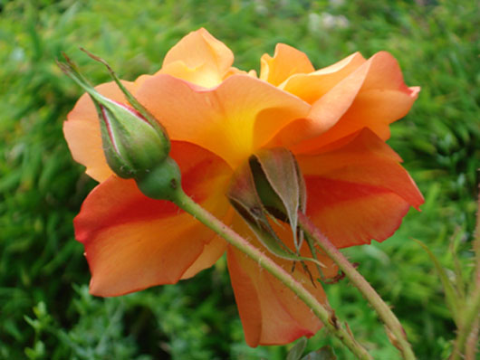 rose.jpg rose.jpg