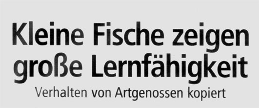 kleine_fische_1.jpg