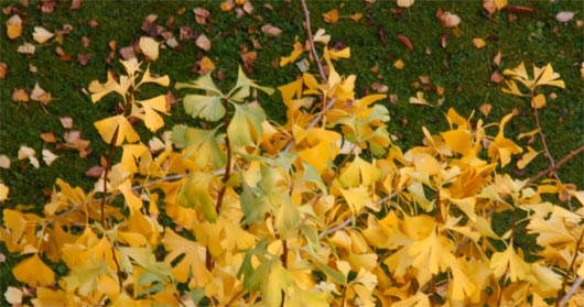 herbstblatt.jpg