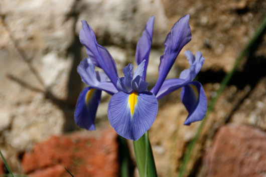 blaue_blume.jpg blaue_blume.jpg