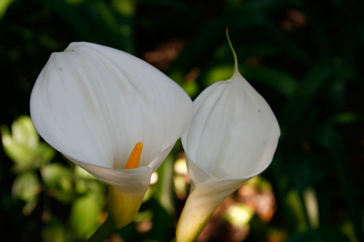 calla.jpg calla.jpg