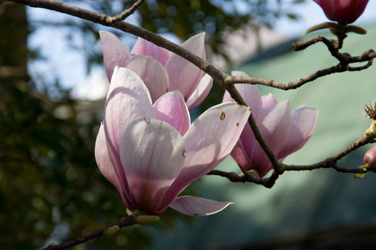 magnolia.jpg magnolia.jpg