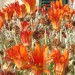 Frühlings-Blumen