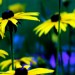 Der Sonnenhut, auch als Echinacea bekannt