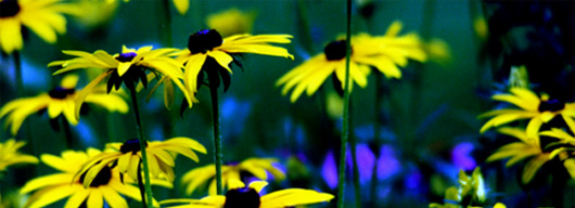 Der Sonnenhut, auch als Echinacea bekannt Der Sonnenhut, auch als Echinacea bekannt