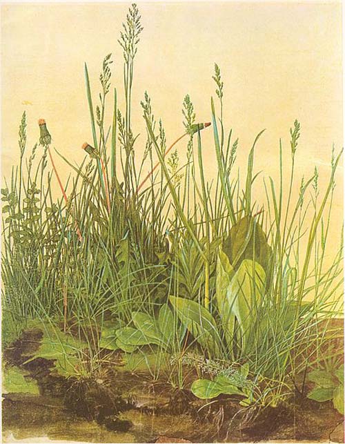 Albrecht Dürer Aquarell Das Rasenstück Albrecht Dürers Aquarell Das Rasenstück von 1503