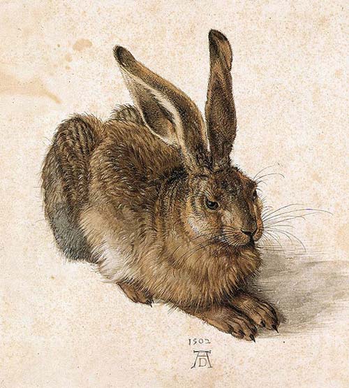 Albrecht Dürer Der Feldhase Albrecht Dürers Aquarell Der Feldhase von 1505