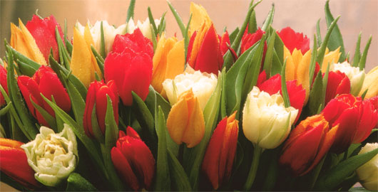 Tulpen zum Geburtstag vom Astroblog Neptunwelten Tulpen zum Geburtstag vom Astroblog Neptunwelten